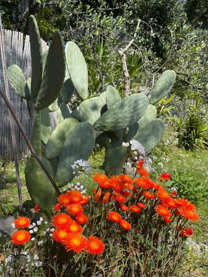 Villa Paolo Lemon Tree Porto Venere Buitenkant foto